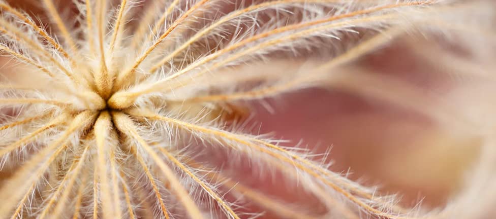 SONY SEL30M35 E 30mm F3.5 Macro Lens for E Mount from Japan